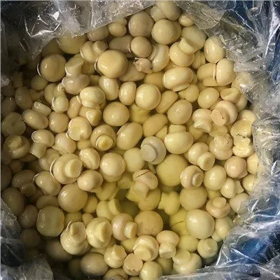 Ganze Champignons in Salzlake in Fässern