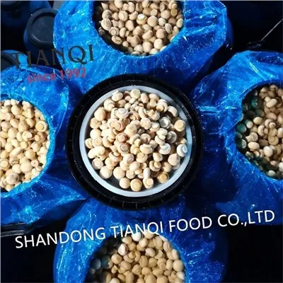 Kultivierter Pilz in Essig in Trommeln