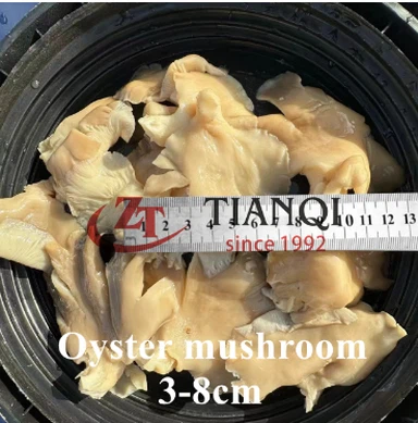 3-8 CM -Austernpilze in Salzlake im Schlagzeug mit hoher Qualität