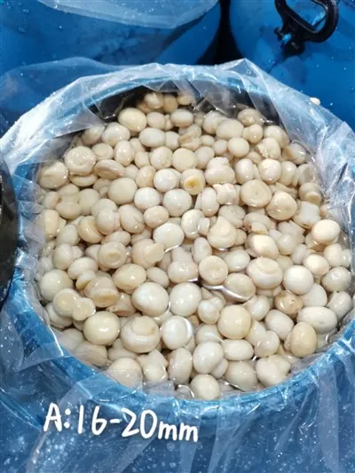 Ganze kultivierte Pilze in Essig in Trommeln