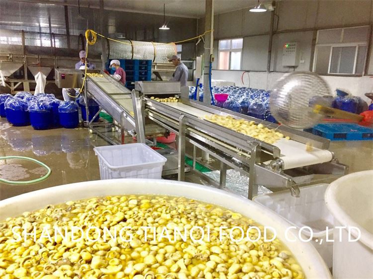 Salty white mushroom in drums