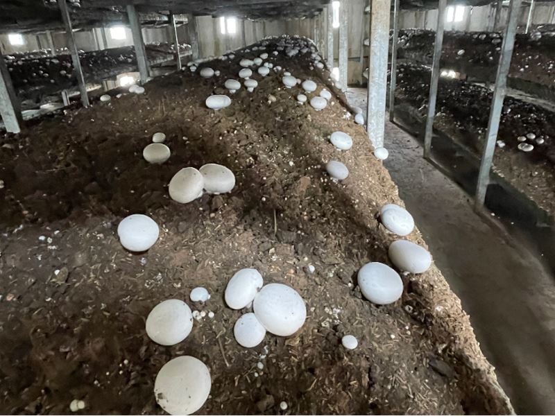 Raw material white mushroom Raw material white mushroom