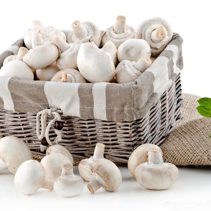 Preserved fresh white mushroom in brine in drums