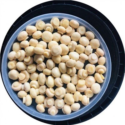 Konservierter frischer Champignon-Pilz in Fässern