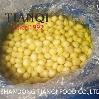 Ganzer Pilz in SO2 in Plastiktrommel